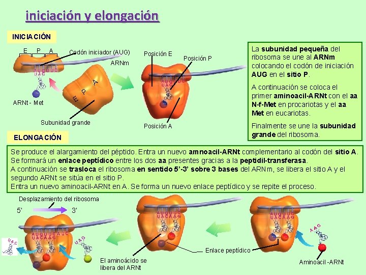 iniciación y elongación INICIACIÓN E P A Codón iniciador (AUG) Posición E ARNm Posición iniciación y elongación INICIACIÓN E P A Codón iniciador (AUG) Posición E ARNm Posición