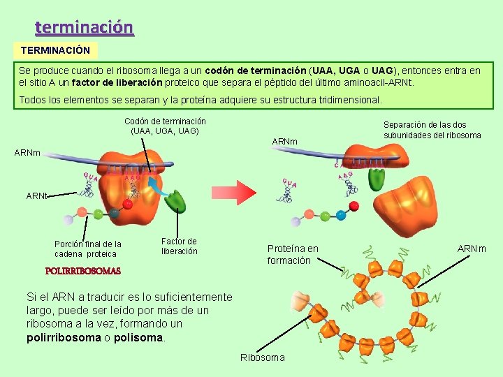 terminación TERMINACIÓN Se produce cuando el ribosoma llega a un codón de terminación (UAA, terminación TERMINACIÓN Se produce cuando el ribosoma llega a un codón de terminación (UAA,