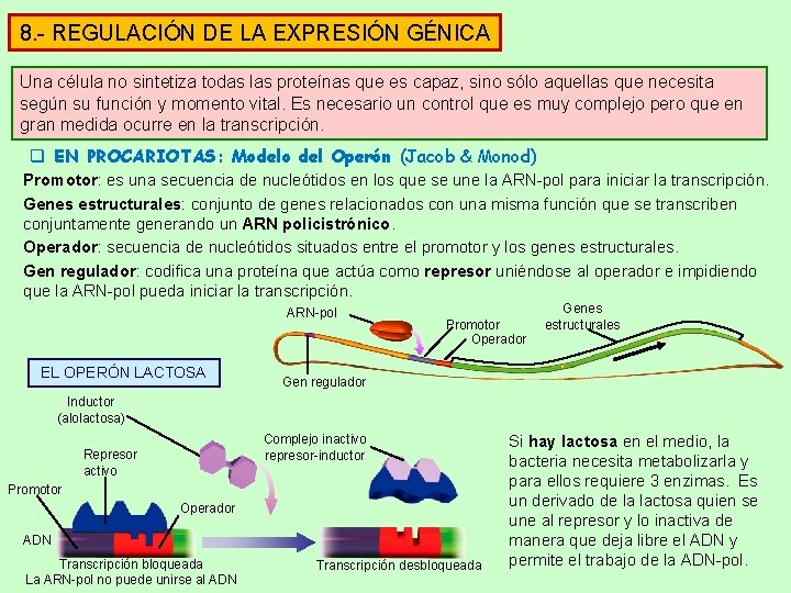 8. - REGULACIÓN DE LA EXPRESIÓN GÉNICA Una célula no sintetiza todas las proteínas 8. - REGULACIÓN DE LA EXPRESIÓN GÉNICA Una célula no sintetiza todas las proteínas