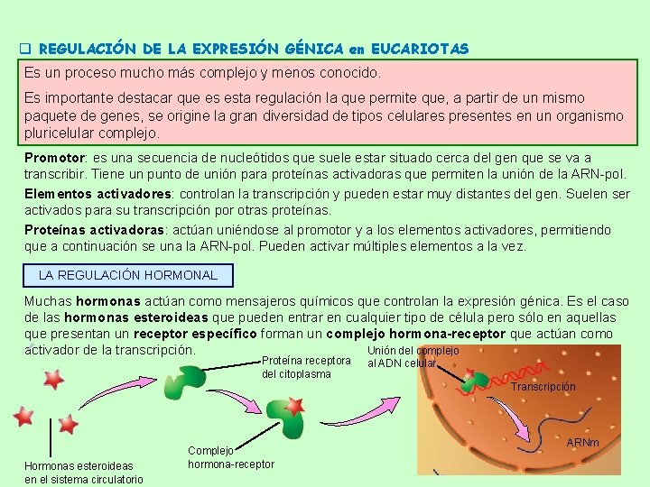 q REGULACIÓN DE LA EXPRESIÓN GÉNICA en EUCARIOTAS Es un proceso mucho más complejo q REGULACIÓN DE LA EXPRESIÓN GÉNICA en EUCARIOTAS Es un proceso mucho más complejo