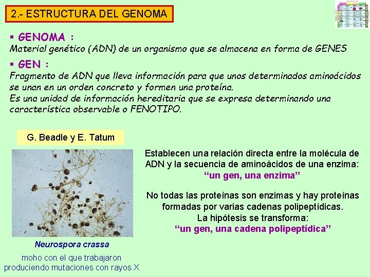 2. - ESTRUCTURA DEL GENOMA § GENOMA : Material genético (ADN) de un organismo 2. - ESTRUCTURA DEL GENOMA § GENOMA : Material genético (ADN) de un organismo
