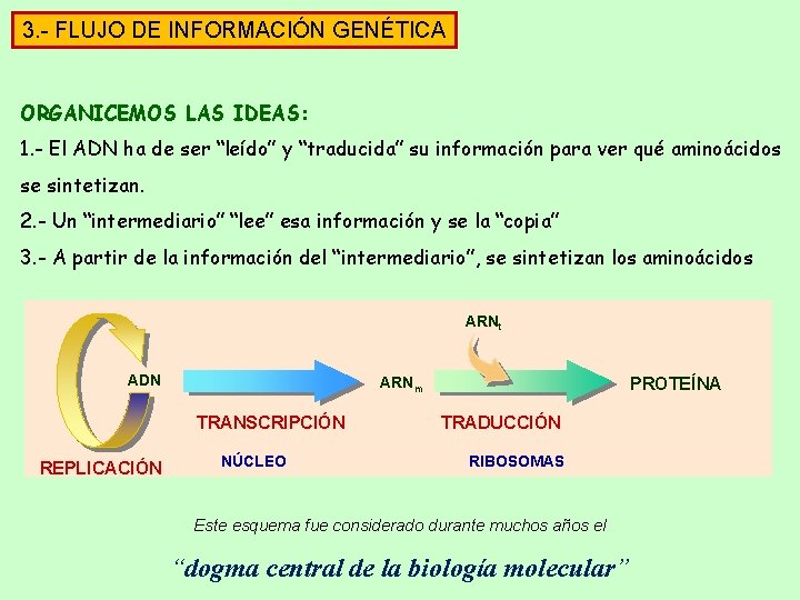 3. - FLUJO DE INFORMACIÓN GENÉTICA ORGANICEMOS LAS IDEAS: 1. - El ADN ha 3. - FLUJO DE INFORMACIÓN GENÉTICA ORGANICEMOS LAS IDEAS: 1. - El ADN ha