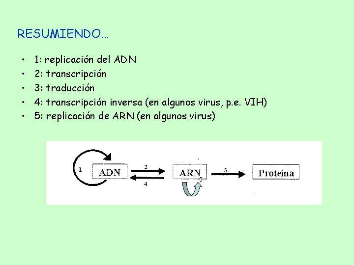 RESUMIENDO… • • • 1: replicación del ADN 2: transcripción 3: traducción 4: transcripción RESUMIENDO… • • • 1: replicación del ADN 2: transcripción 3: traducción 4: transcripción