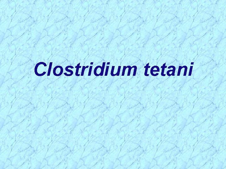 Clostridium tetani 