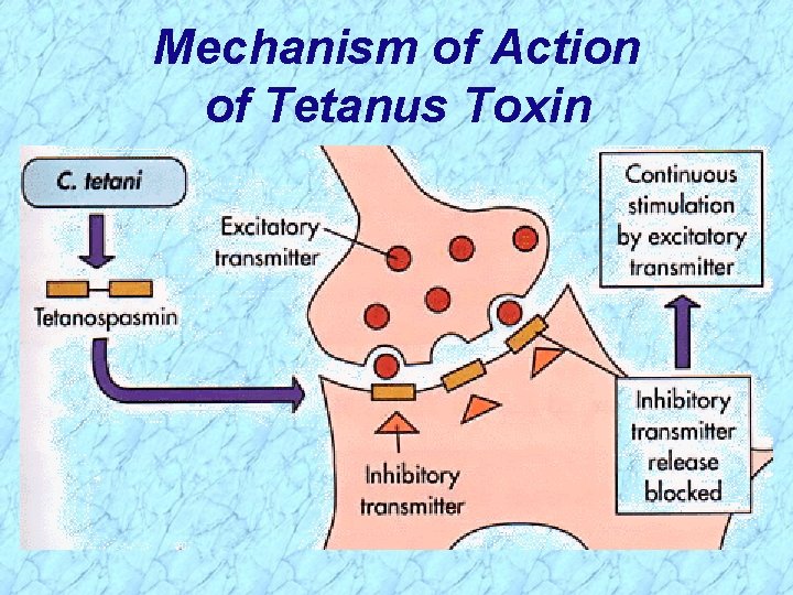 Mechanism of Action of Tetanus Toxin 