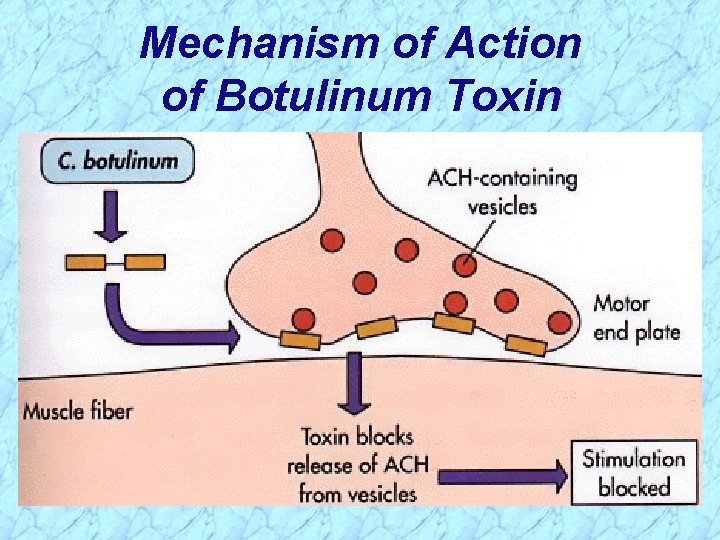 Mechanism of Action of Botulinum Toxin 