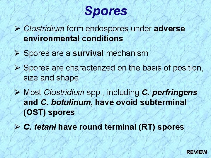 Spores Ø Clostridium form endospores under adverse environmental conditions Ø Spores are a survival