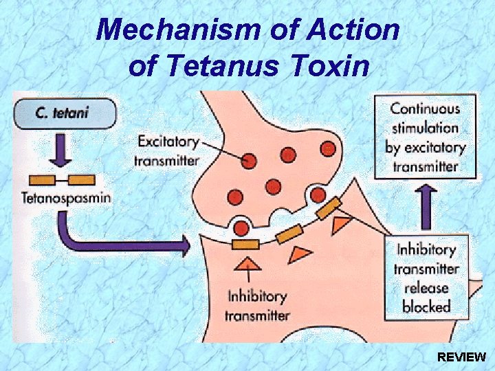 Mechanism of Action of Tetanus Toxin REVIEW 