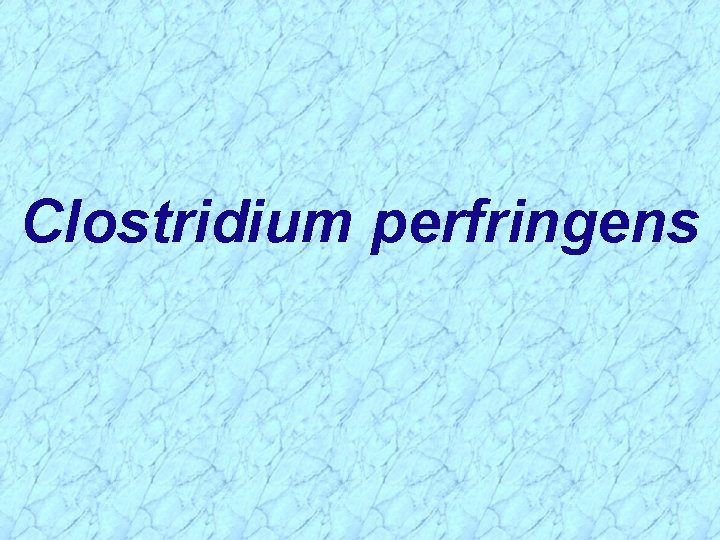 Clostridium perfringens 