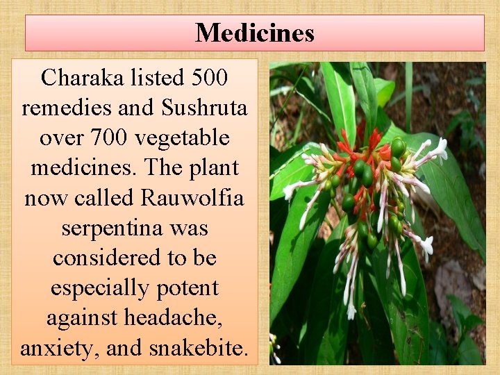Medicines Charaka listed 500 remedies and Sushruta over 700 vegetable medicines. The plant now