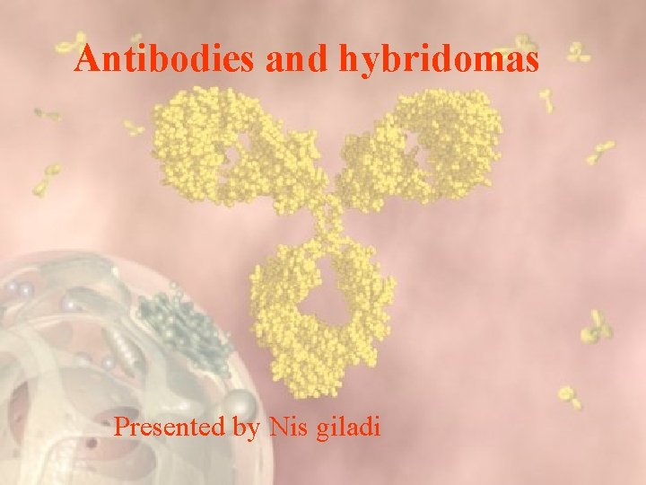 Antibodies and hybridomas Presented by Nis giladi 