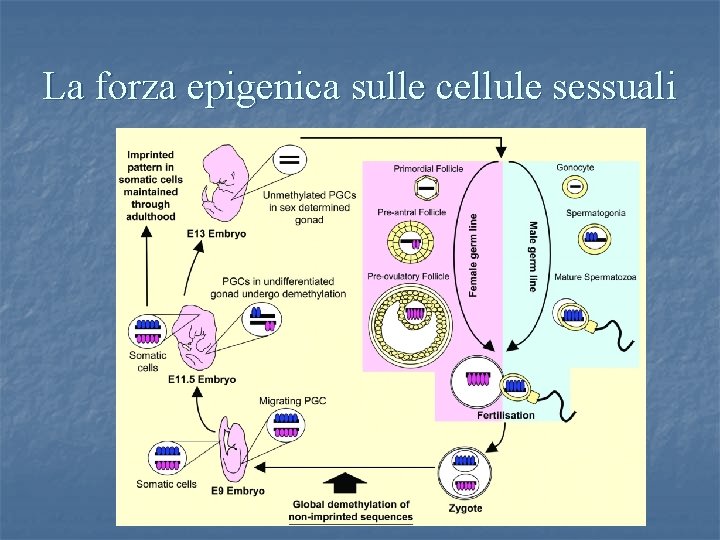 La forza epigenica sulle cellule sessuali 