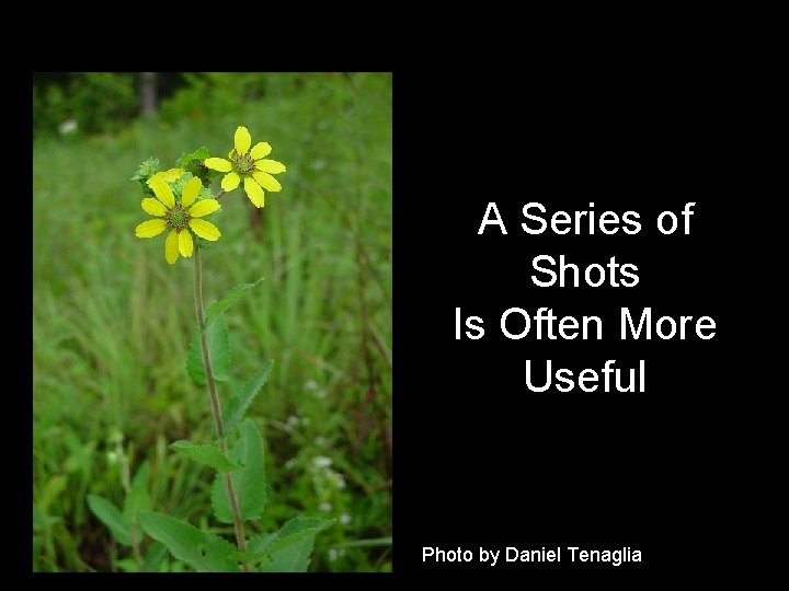 A Series of Shots Is Often More Useful Photo by Daniel Tenaglia 