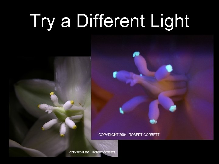 Try a Different Light 