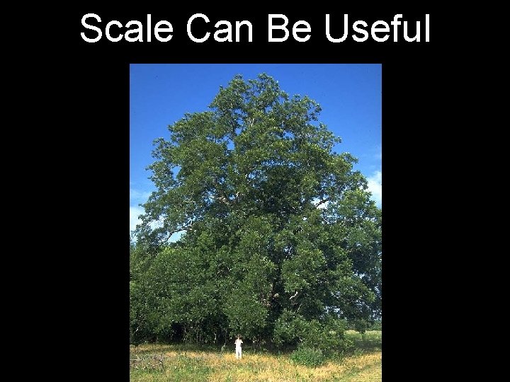 Scale Can Be Useful 