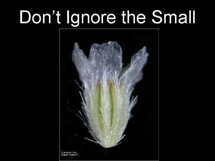 Don’t Ignore the Small 