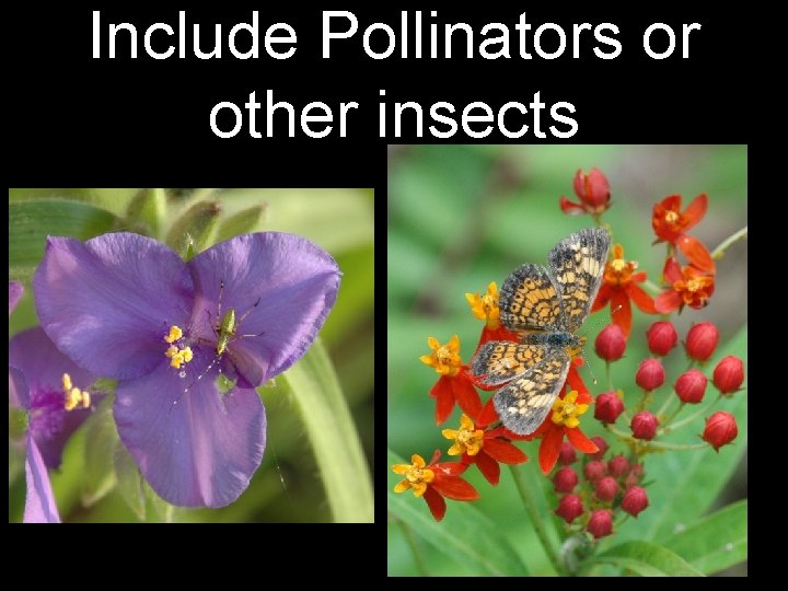 Include Pollinators or other insects 