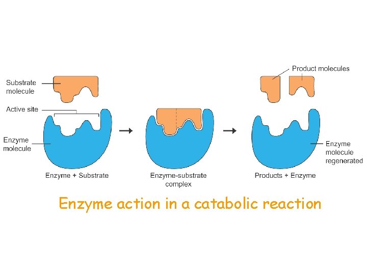 Enzyme action in a catabolic reaction 
