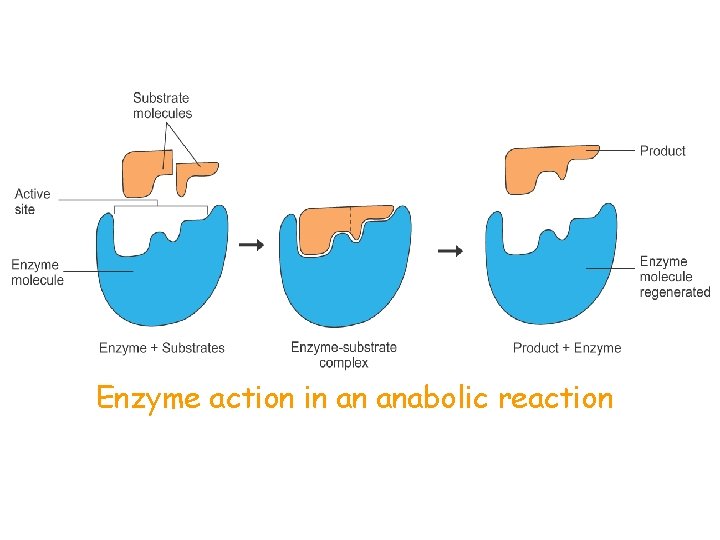 Enzyme action in an anabolic reaction 
