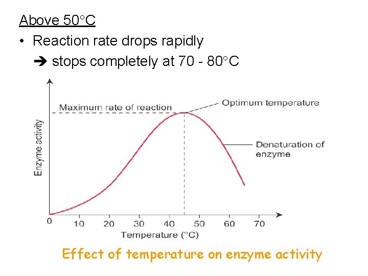 Above 50 C • Reaction rate drops rapidly stops completely at 70 - 80