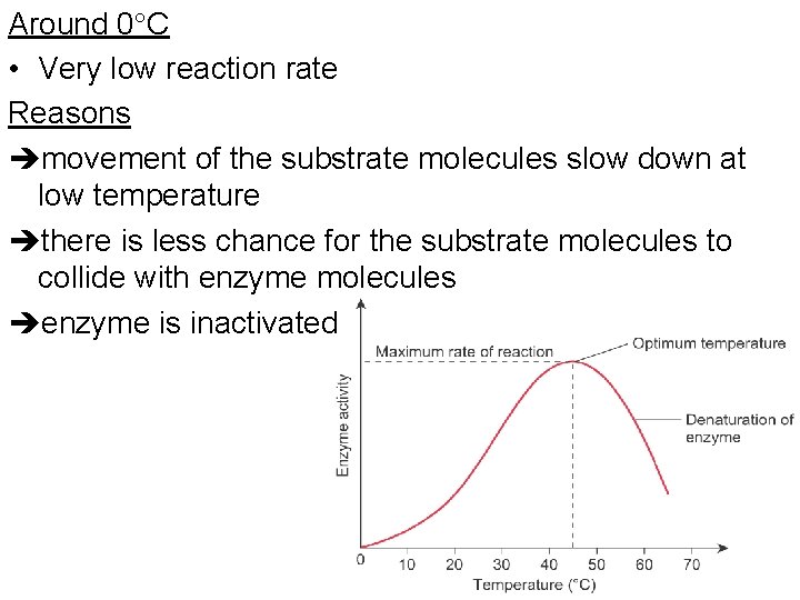 Around 0 C • Very low reaction rate Reasons movement of the substrate molecules