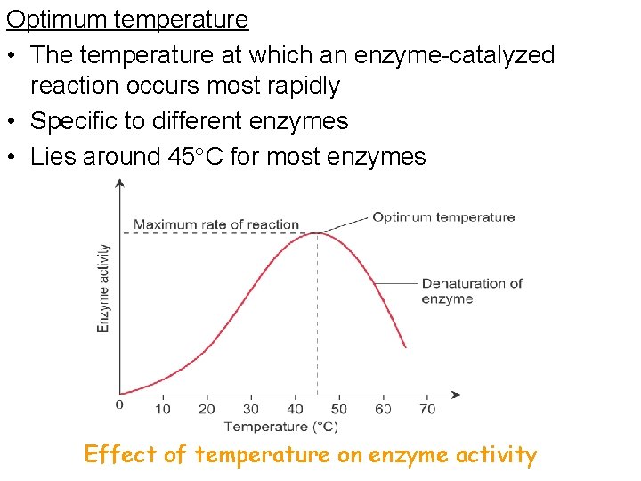 Optimum temperature • The temperature at which an enzyme-catalyzed reaction occurs most rapidly •
