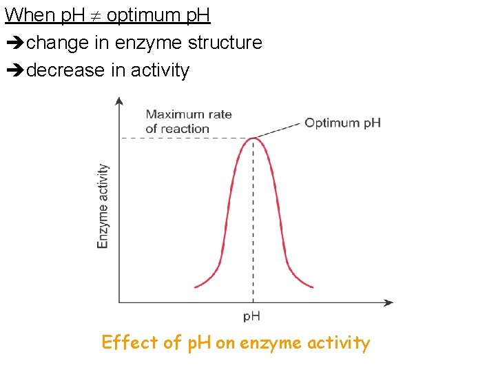 When p. H optimum p. H change in enzyme structure decrease in activity Effect