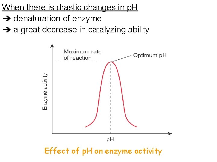 When there is drastic changes in p. H denaturation of enzyme a great decrease