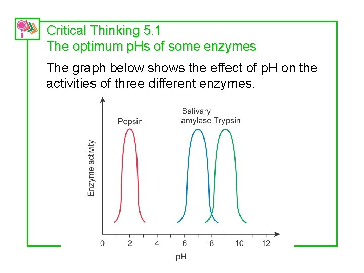 Critical Thinking 5. 1 The optimum p. Hs of some enzymes The graph below