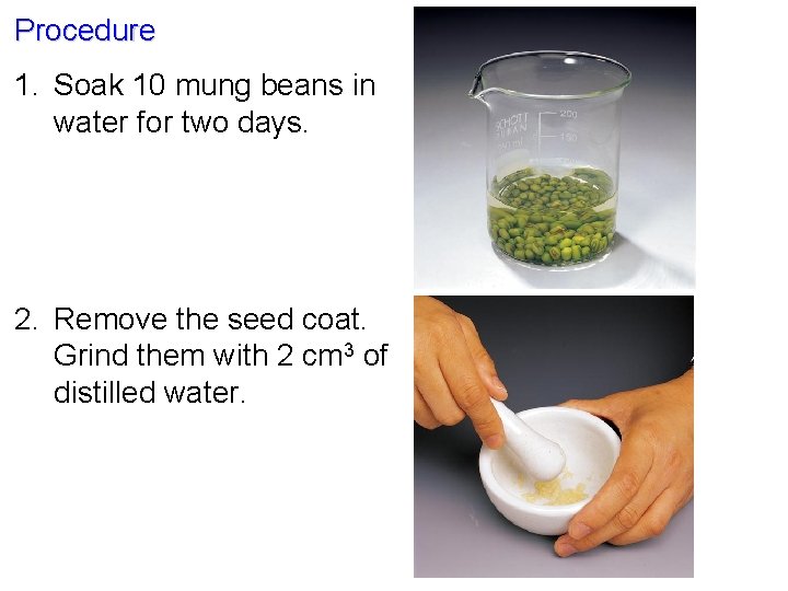 Procedure 1. Soak 10 mung beans in water for two days. 2. Remove the