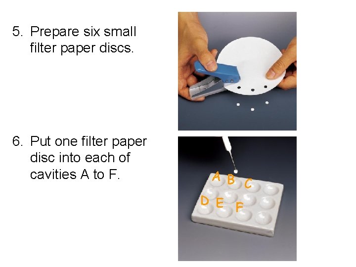 5. Prepare six small filter paper discs. 6. Put one filter paper disc into
