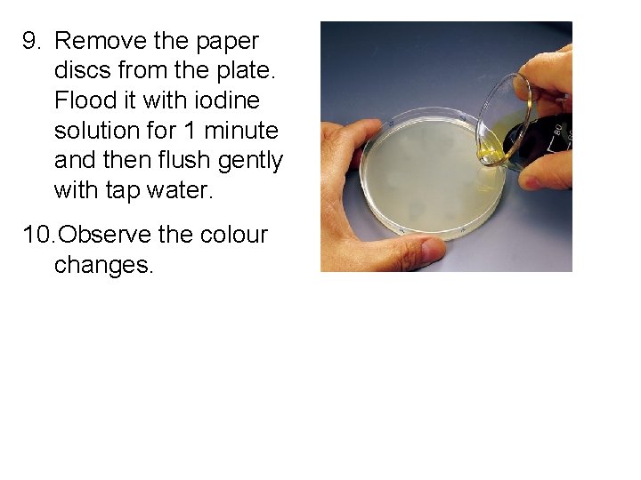 9. Remove the paper discs from the plate. Flood it with iodine solution for