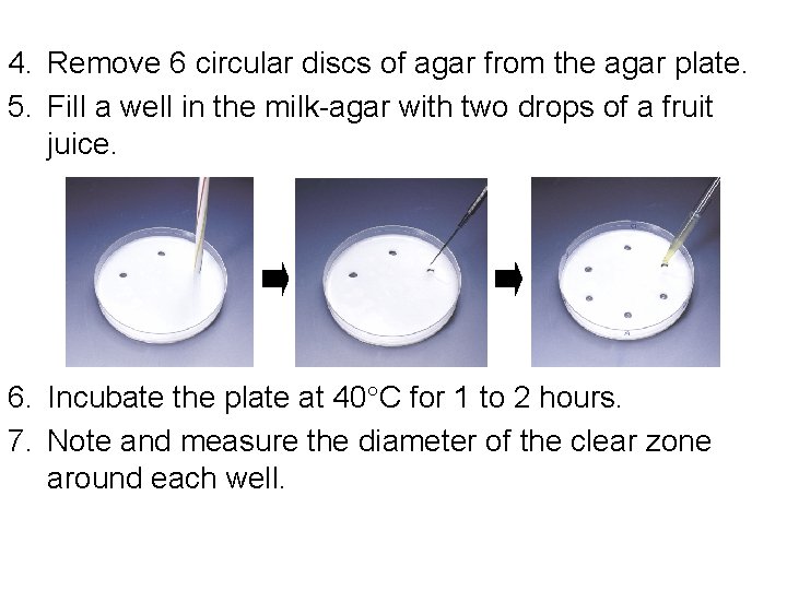 4. Remove 6 circular discs of agar from the agar plate. 5. Fill a