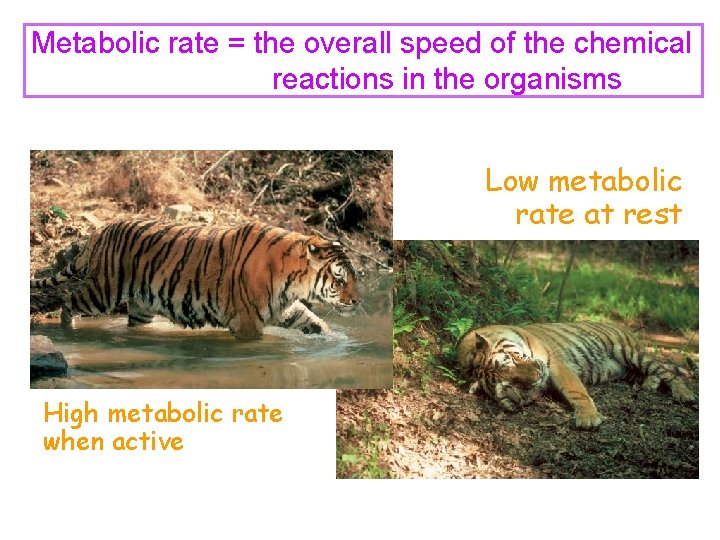 Metabolic rate = the overall speed of the chemical reactions in the organisms Low