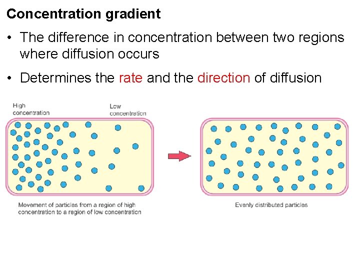 Concentration gradient • The difference in concentration between two regions where diffusion occurs •