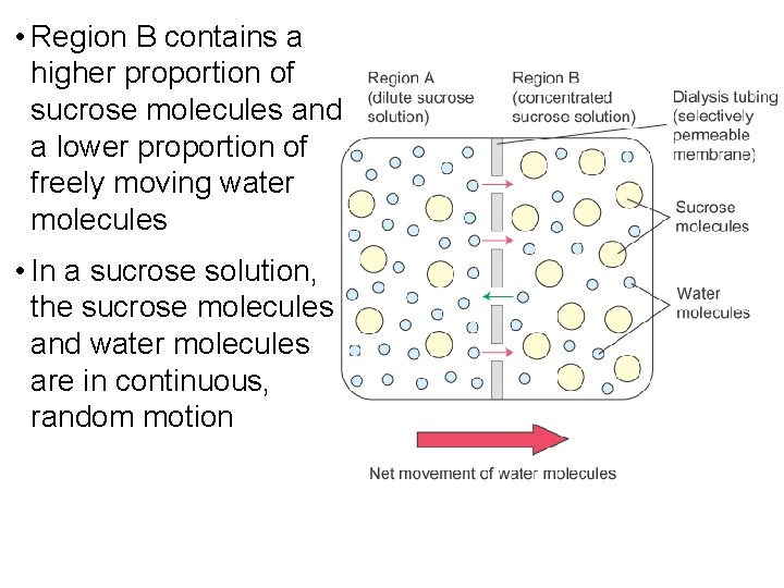  • Region B contains a higher proportion of sucrose molecules and a lower