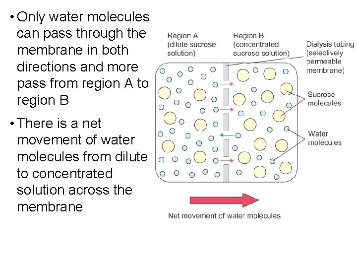  • Only water molecules can pass through the membrane in both directions and