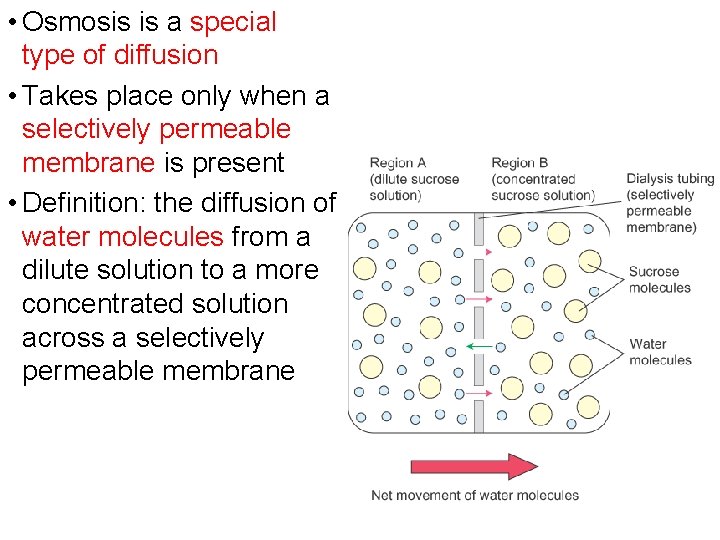  • Osmosis is a special type of diffusion • Takes place only when