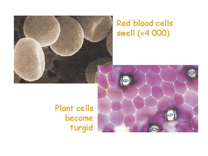 Red blood cells swell ( 4 000) Plant cells become turgid 