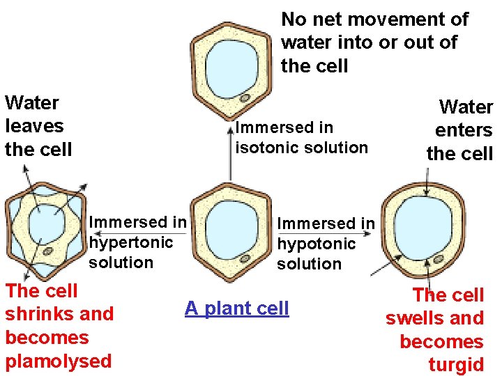 No net movement of water into or out of the cell Water leaves the