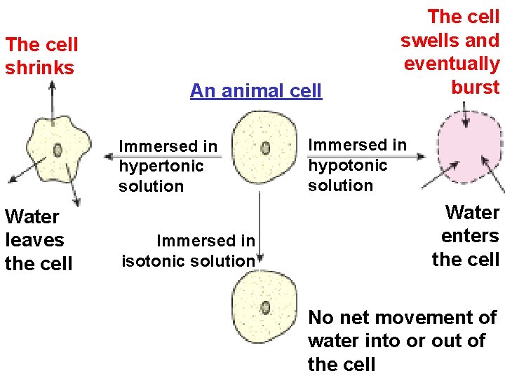 The cell shrinks An animal cell Immersed in hypertonic solution Water leaves the cell