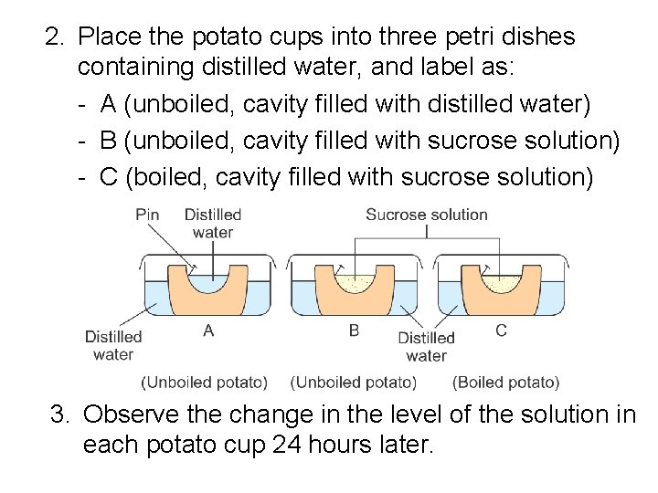 2. Place the potato cups into three petri dishes containing distilled water, and label