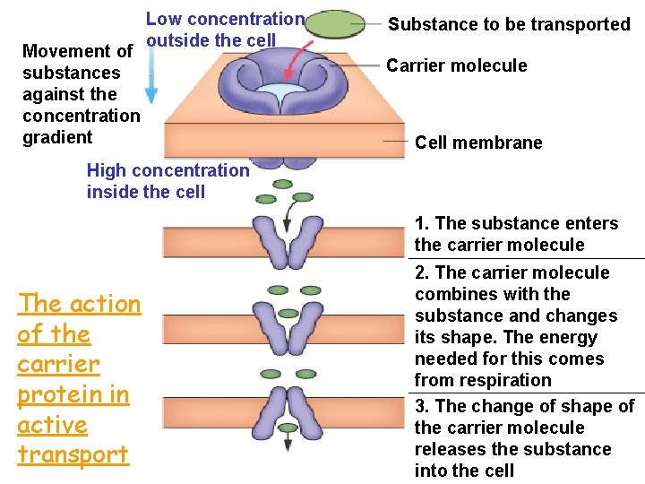Movement of substances against the concentration gradient Low concentration outside the cell Substance to
