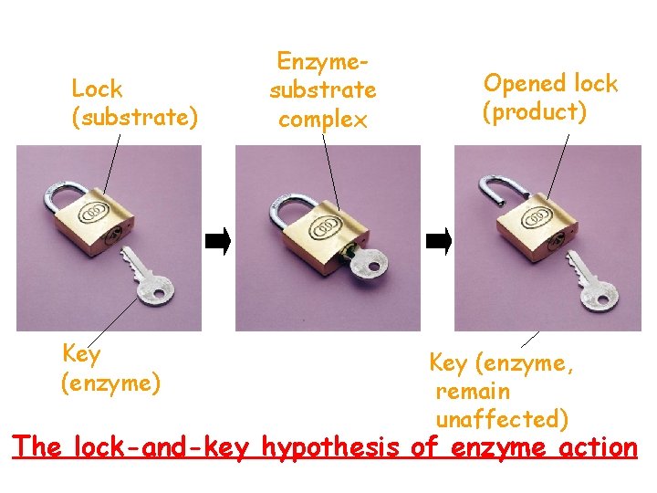 Lock (substrate) Key (enzyme) Enzymesubstrate complex Opened lock (product) Key (enzyme, remain unaffected) The