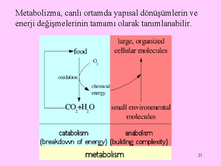 Metabolizma, canlı ortamda yapısal dönüşümlerin ve enerji değişmelerinin tamamı olarak tanımlanabilir. 21 
