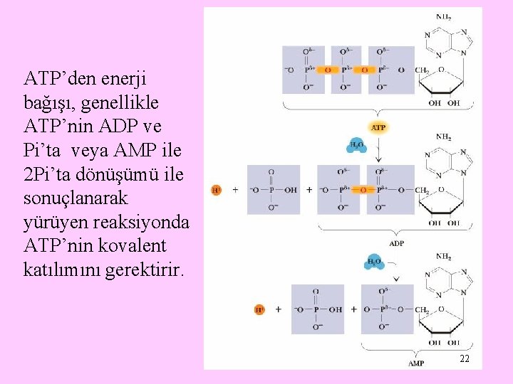 ATP’den enerji bağışı, genellikle ATP’nin ADP ve Pi’ta veya AMP ile 2 Pi’ta dönüşümü