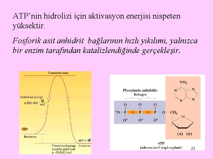 ATP’nin hidrolizi için aktivasyon enerjisi nispeten yüksektir. Fosforik asit anhidrit bağlarının hızlı yıkılımı, yalnızca