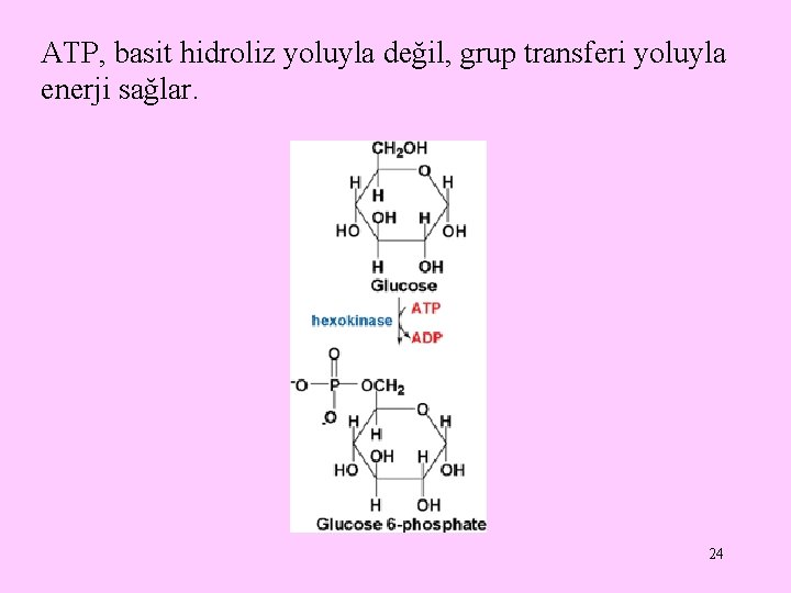 ATP, basit hidroliz yoluyla değil, grup transferi yoluyla enerji sağlar. 24 