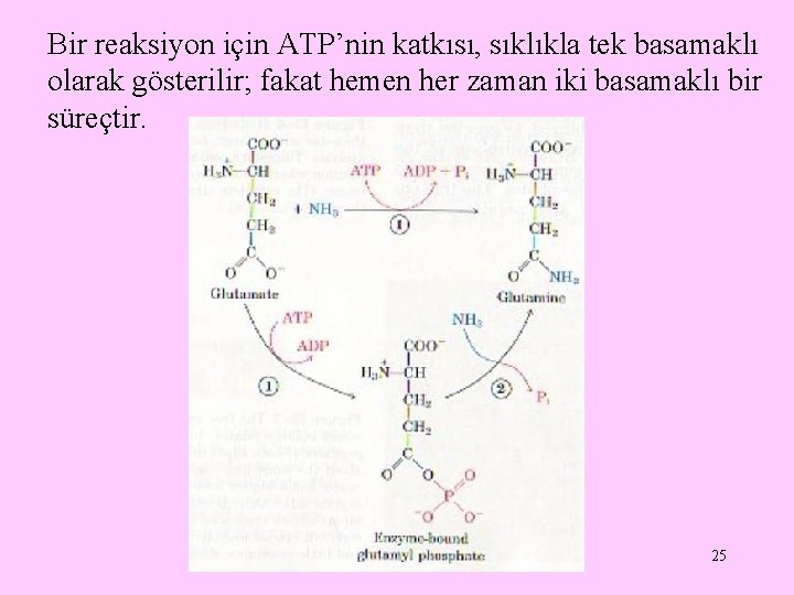 Bir reaksiyon için ATP’nin katkısı, sıklıkla tek basamaklı olarak gösterilir; fakat hemen her zaman