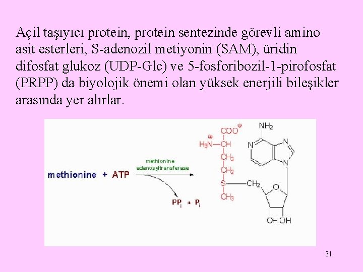Açil taşıyıcı protein, protein sentezinde görevli amino asit esterleri, S-adenozil metiyonin (SAM), üridin difosfat